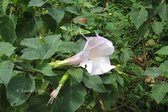 Datura metel